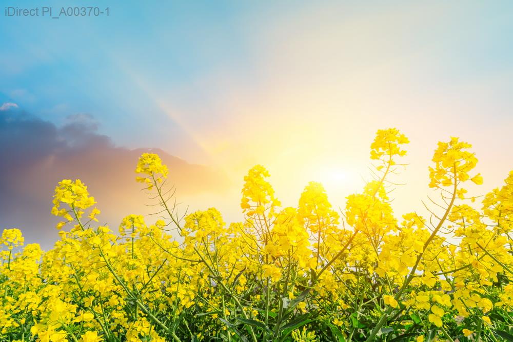 家庭必讀：一步步教你在屋頂安裝太陽能板，輕鬆享受綠能生活！示意圖